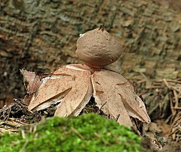 hviezdovka červenkastá-hvězdovka červenavá Geastrum rufescens Pers.