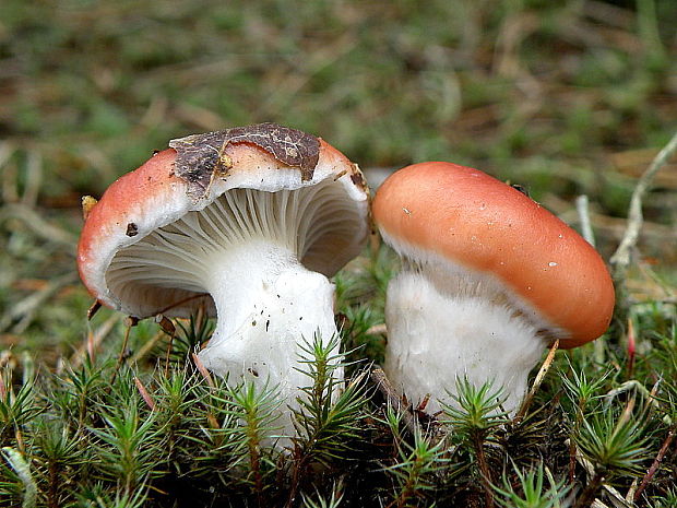 sliziak ružový Gomphidius roseus (Fr.) Oudem.