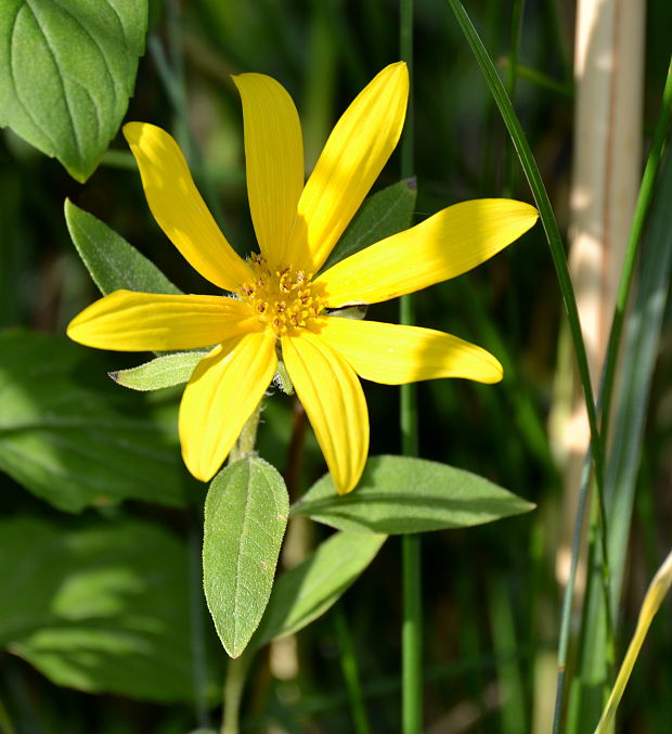 slnečnica hľuznatá Helianthus tuberosus L.