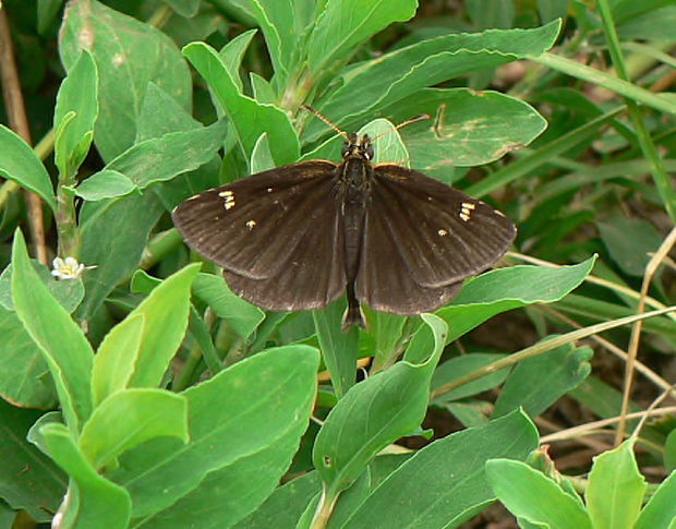 súmračník čiernohnedý Heteropterus morpheus Pallas, 1771