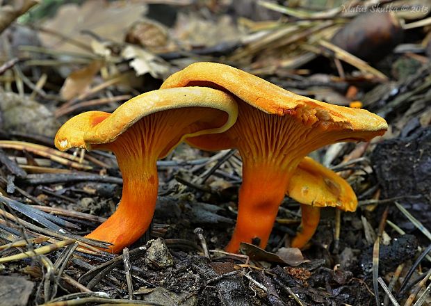 líška oranžová Hygrophoropsis aurantiaca (Wulfen) Maire