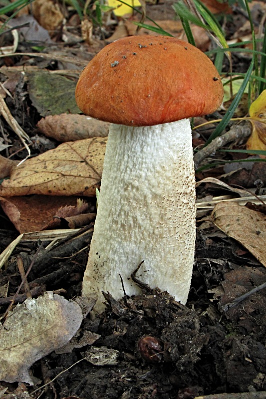 kozák osikový-křemenáč osikový Leccinum albostipitatum den Bakker & Noordel.