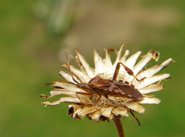 obrubnica americká Leptoglossus occidentalis