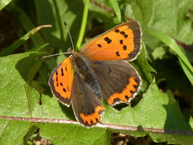 ohniváčik čiernokrídly Lycaena phlaeas