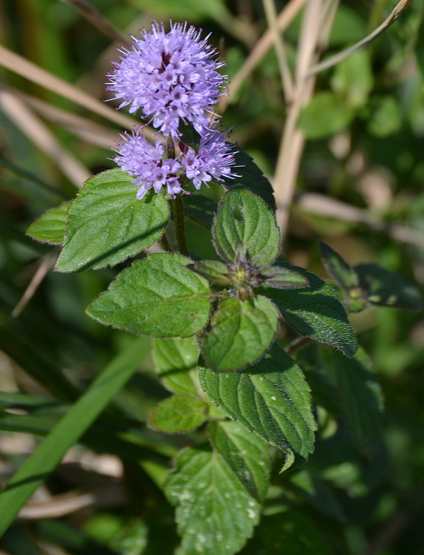 mäta vodná Mentha aquatica L.