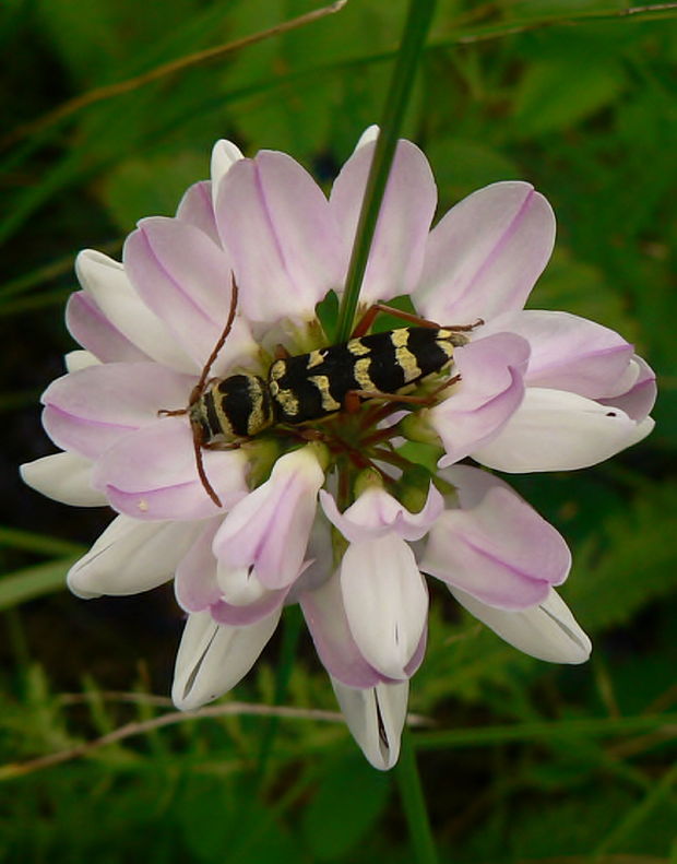 fuzáč Plagionotus floralis Pallas, 1773