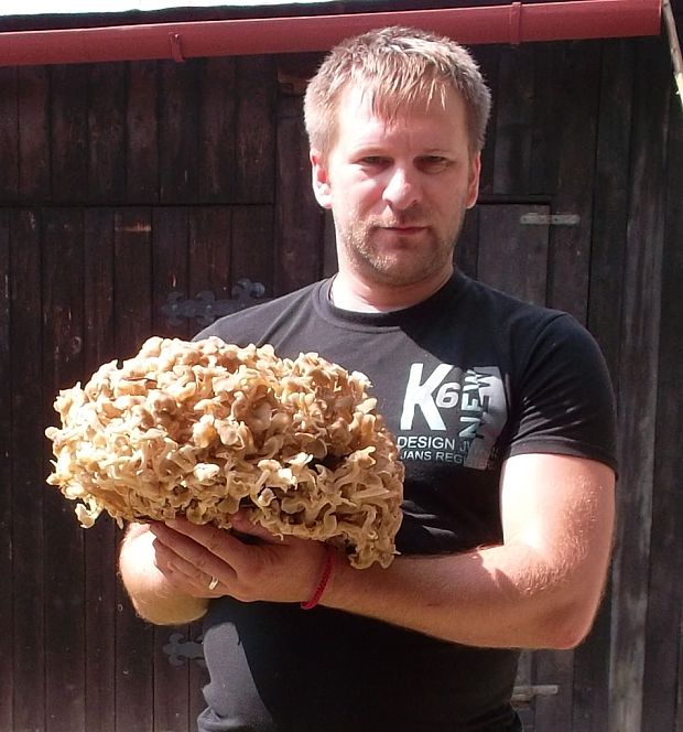 trúdnik klobúčkatý Polyporus umbellatus (Pers.) Fr.