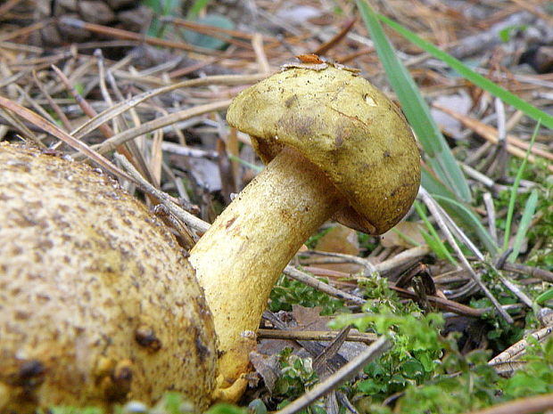 suchohríb cudzopasný Pseudoboletus parasiticus (Bull.) Šutara