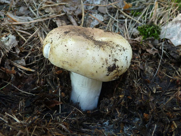 plávka buková Russula heterophylla (Fr.) Fr.