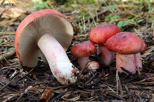 plávka krvavá Russula sanguinaria (Schumach.) Rauschert