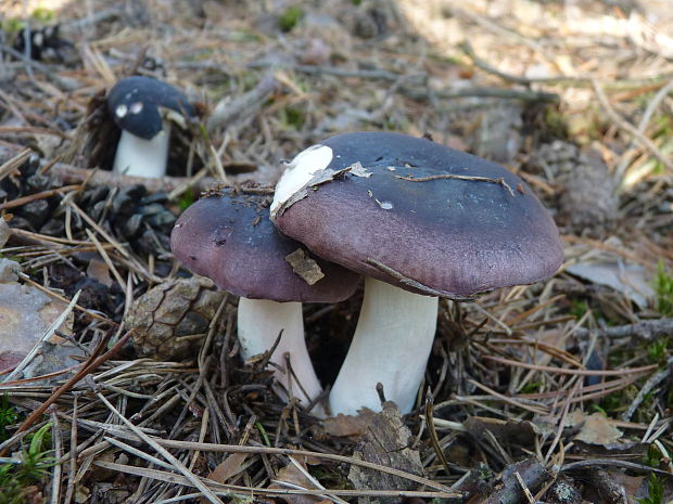 plávka jodoformová / ametystová  Russula turci / amethystina