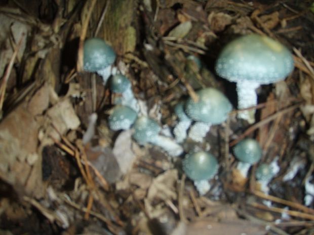 golierovka zelenomodrá Stropharia caerulea Kreisel