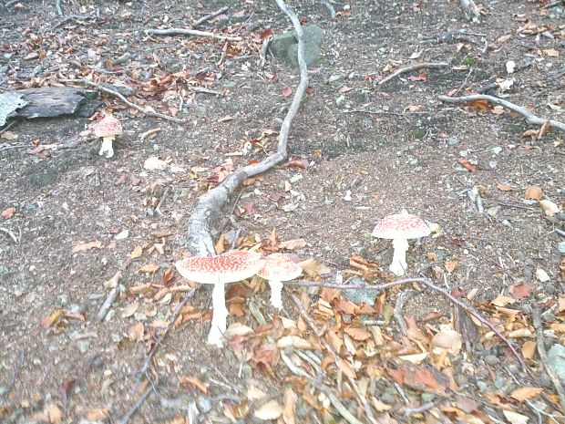 muchotrávka červená Amanita muscaria (L.) Lam.