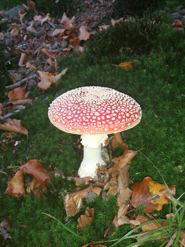 muchotrávka červená Amanita muscaria (L.) Lam.