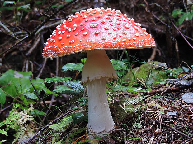 muchotrávka červená Amanita muscaria (L.) Lam.