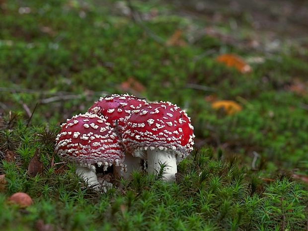 muchotrávka červená Amanita muscaria (L.) Lam.