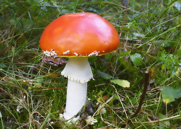 muchotrávka červená Amanita muscaria (L.) Lam.