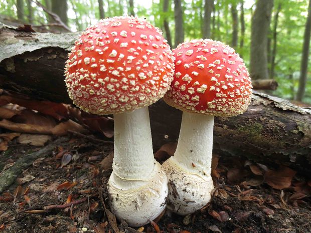 muchotrávka červená Amanita muscaria (L.) Lam.