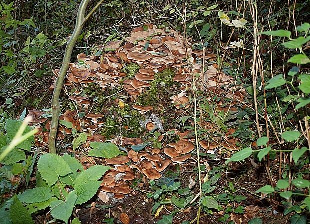 podpňovka obyčajná Armillaria mellea (Vahl) P. Kumm.