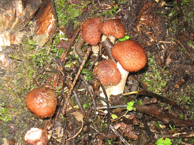 podpňovka tmavá Armillaria ostoyae (Romagn.) Herink