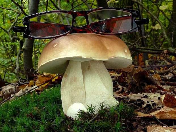 hríb smrekový Boletus edulis Bull.