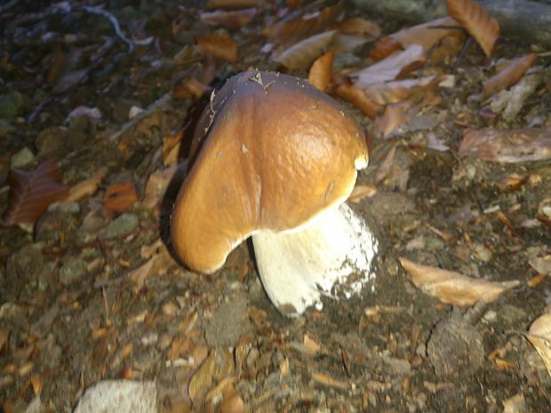 hríb smrekový Boletus edulis Bull.