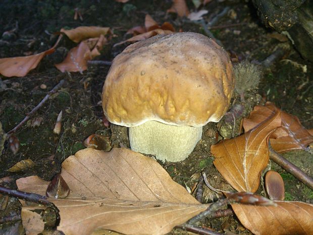 hríb smrekový Boletus edulis Bull.