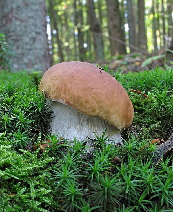 hríb smrekový Boletus edulis Bull.