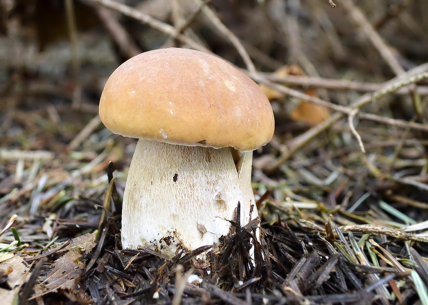 hríb smrekový Boletus edulis Bull.