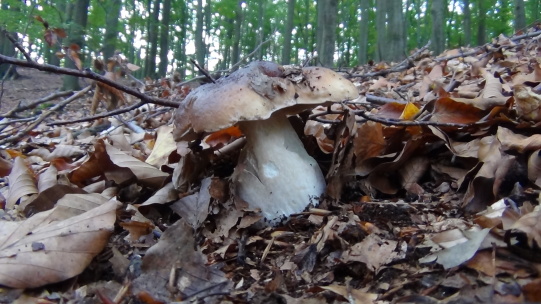 hríb smrekový Boletus edulis Bull.