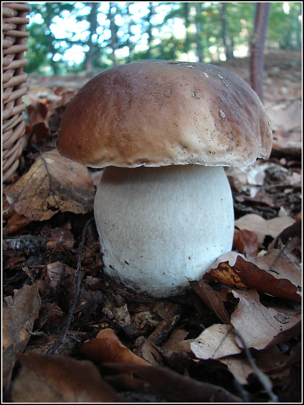 hríb smrekový Boletus edulis Bull.