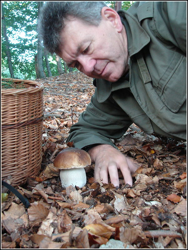 hríb smrekový Boletus edulis Bull.