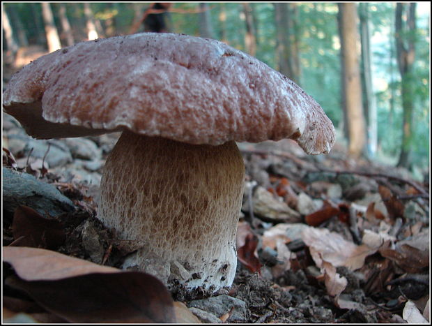 hríb smrekový Boletus edulis Bull.