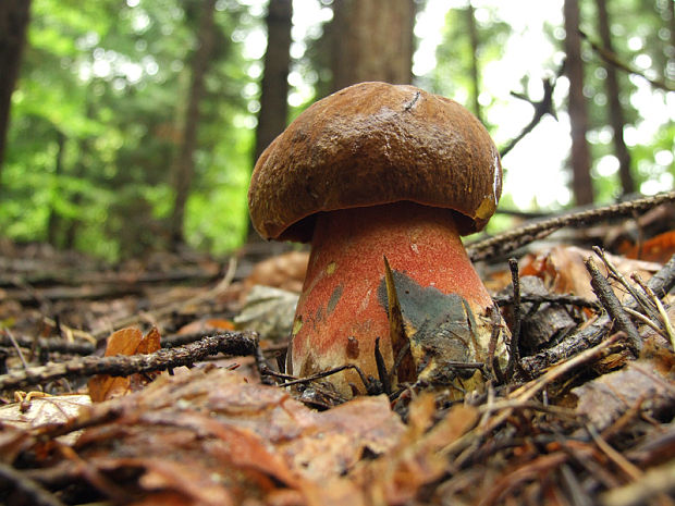 hřib kovář Boletus erythropus