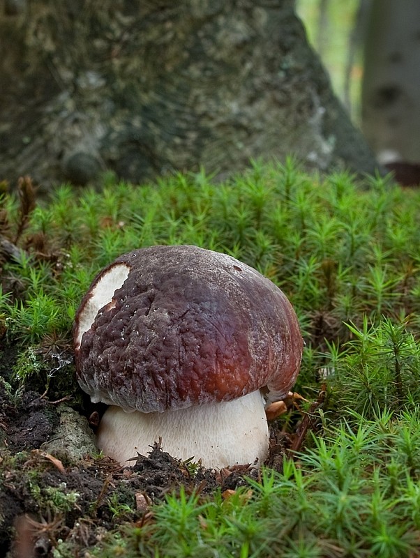 hríb sosnový Boletus pinophilus Pil. et Dermek in Pil.