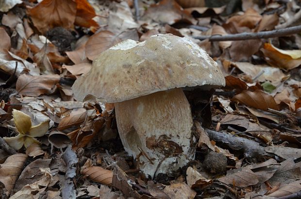 hríb dubový Boletus reticulatus Schaeff.