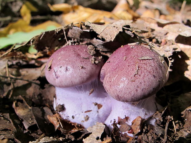 pavučinovec Cortinarius sp.