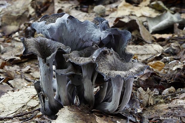 lievik trúbkovitý Craterellus cornucopioides (L.) Pers.