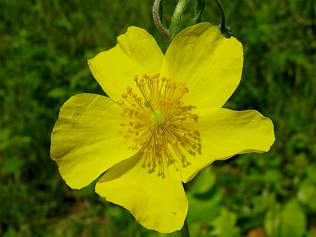 devätorník veľkokvetý tmavý Helianthemum grandiflorum subsp. obscurum (Pers. ex Wahlenb.) Holub