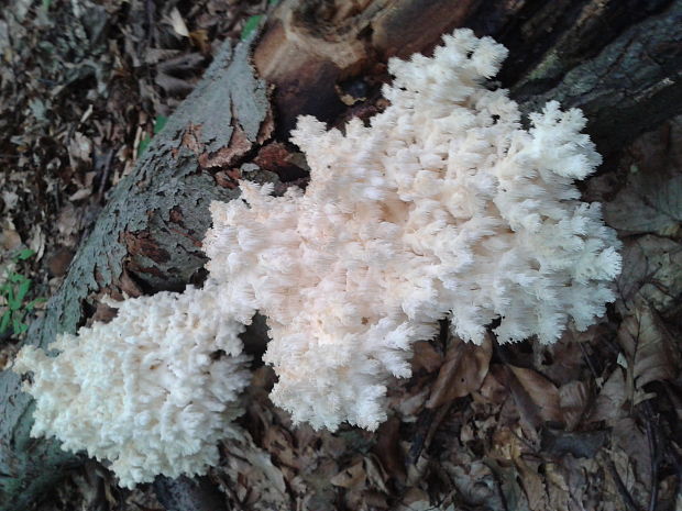 koralovec bukový Hericium coralloides (Scop.) Pers.