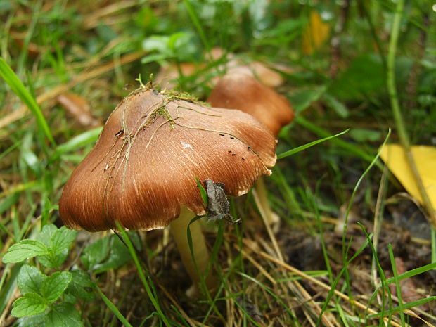 vláknica Inocybe sp.