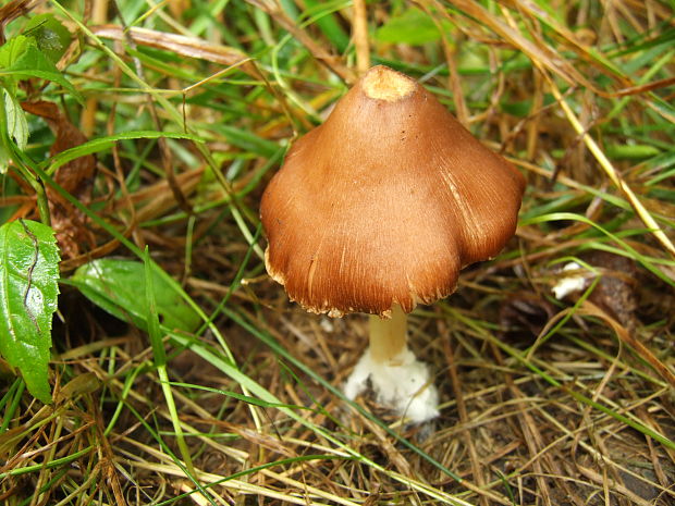 vláknica Inocybe sp.