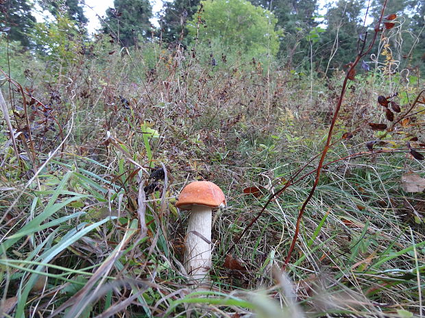 kozák osikový Leccinum albostipitatum den Bakker & Noordel.