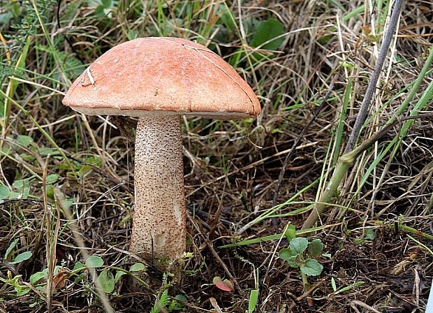 kozák dubový Leccinum aurantiacum (Bull.) Gray