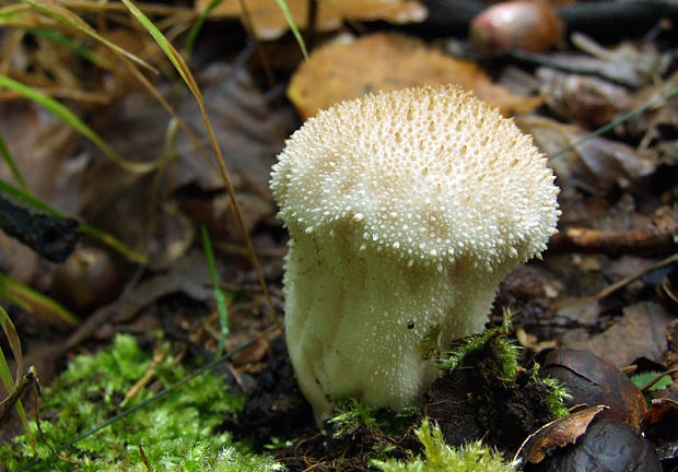 prášnica bradavičnatá Lycoperdon perlatum Pers.