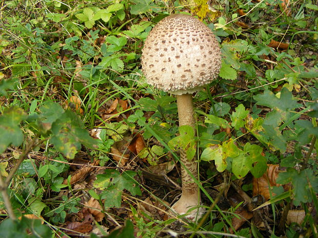 bedľa vysoká Macrolepiota procera (Scop.) Singer