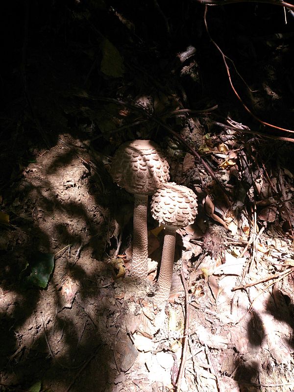 bedľa Macrolepiota sp.