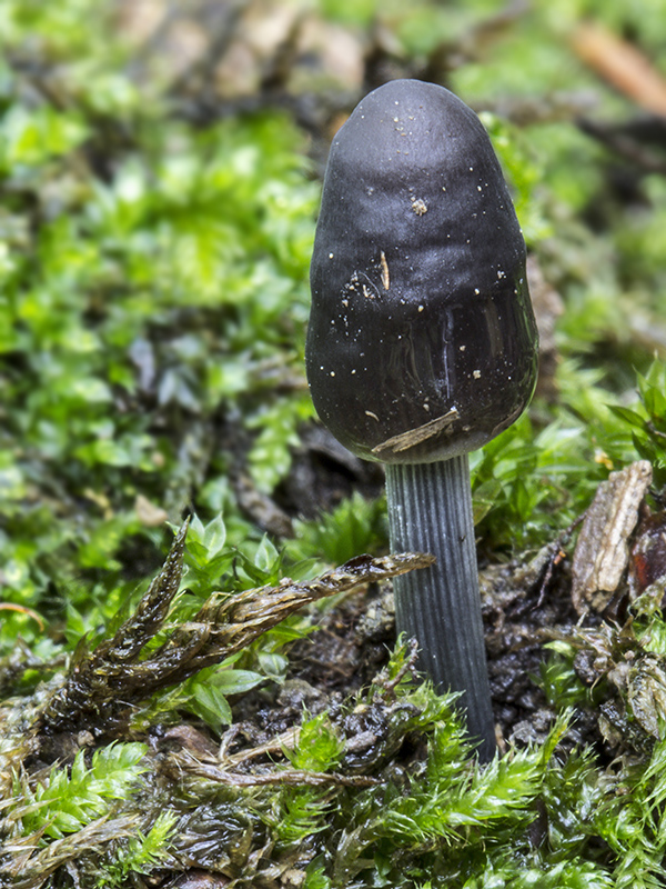 prilbička ryhovaná Mycena polygramma (Bull.) Gray