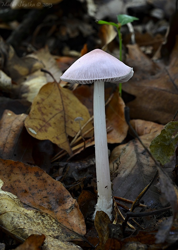 prilbička ružovkastá Mycena rosea Gramberg