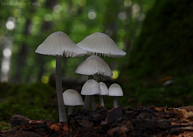 prilbička Mycena sp.